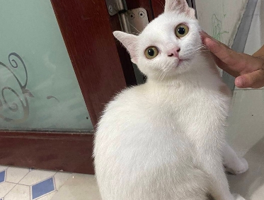 寻找好心人领养猫