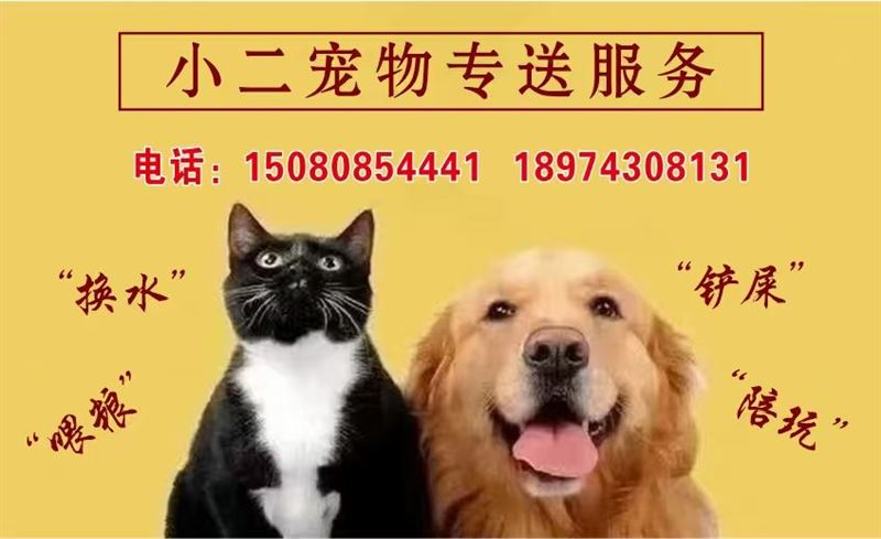 吉首小二宠物专送服务
