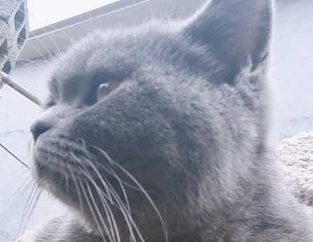 小母蓝猫