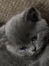 家养宠物蓝猫