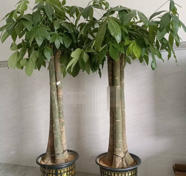 便宜出一对优品发财树